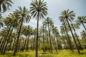 زراعة النخيل بريدة - هوم جاردن لتنسيق الحدائق