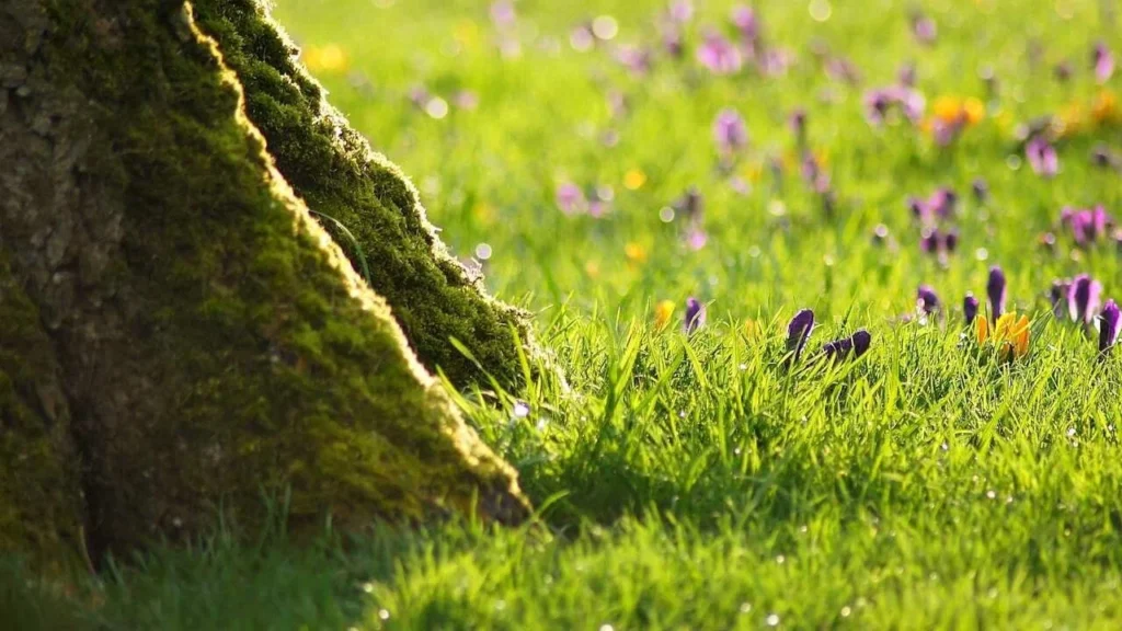 افضل انواع العشب الطبيعي للملاعب دليلك الشامل &ndash; homegardensa.com