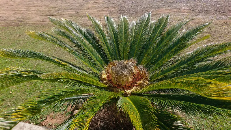 انواع النخيل الزينة في السعودية دليلك الشامل &ndash; homegardensa.com