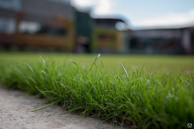 وداعًا للحديقة الصفراء: اكتشف افضل ثيل طبيعي &ndash; homegardensa.com