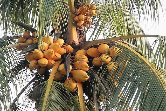 طريقة زراعة النخيل الكبير: مشروع استثماري مربح &ndash; homegardensa.com