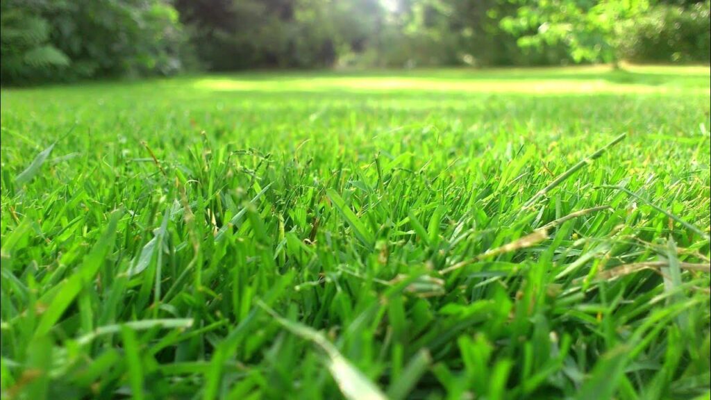 وداعًا للحديقة الصفراء: اكتشف افضل ثيل طبيعي &ndash; homegardensa.com