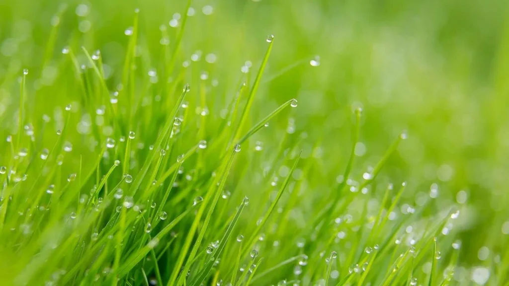 وداعًا للحديقة الصفراء: اكتشف افضل ثيل طبيعي &ndash; homegardensa.com