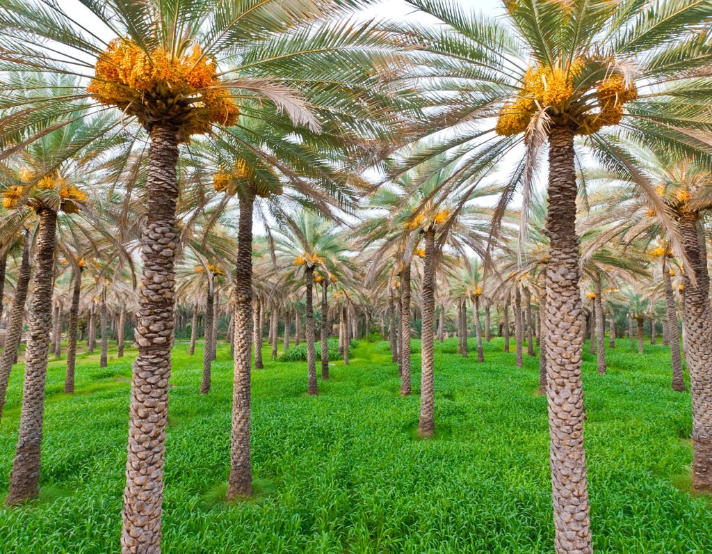 طريقة زراعة النخيل الكبير