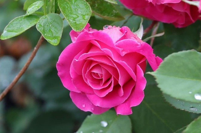 كيفية زراعة زراعة الورد في السعودية الورد الجوري 5 كيفية زراعة زراعة الورد في السعودية الورد الجوري – homegardensa.com