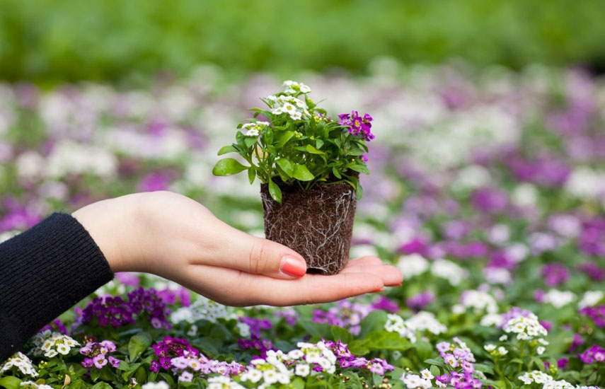 كيفية زراعة زراعة الورد في السعودية الورد الجوري 9 كيفية زراعة زراعة الورد في السعودية الورد الجوري – homegardensa.com