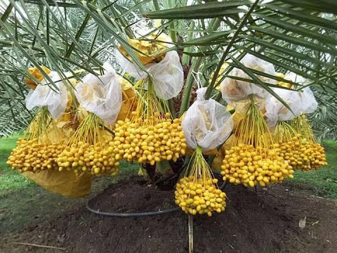 اكتشف أسرار نجاح زراعة النخيل من النوى واحصد الثمار الفاخرة &ndash; homegardensa.com