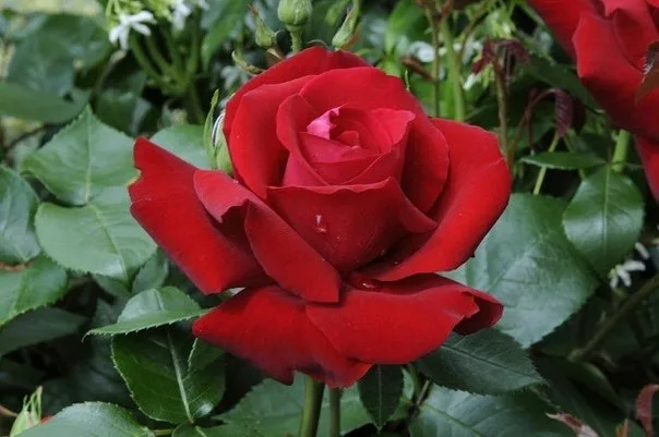 كيفية زراعة زراعة الورد في السعودية الورد الجوري 8 كيفية زراعة زراعة الورد في السعودية الورد الجوري – homegardensa.com