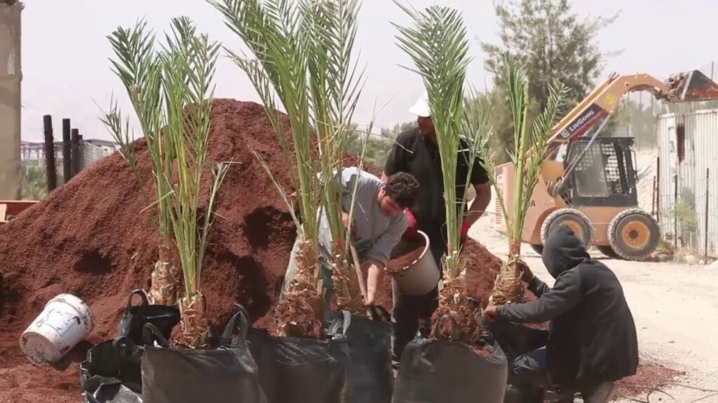 اكتشف أسرار نجاح زراعة النخيل من النوى واحصد الثمار الفاخرة &ndash; homegardensa.com