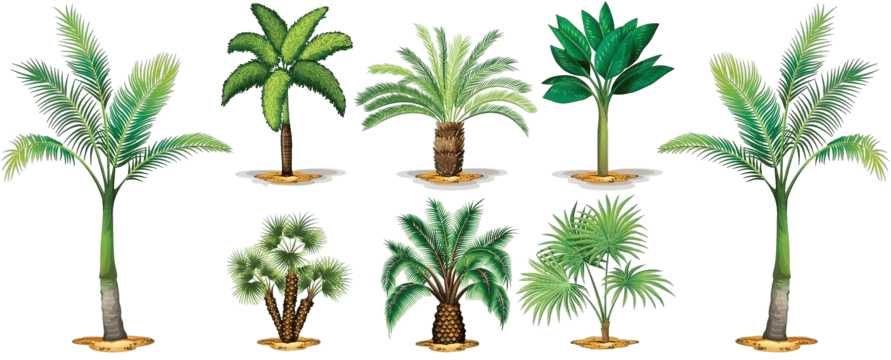 اكتشف أسرار نجاح زراعة النخيل من النوى واحصد الثمار الفاخرة &ndash; homegardensa.com