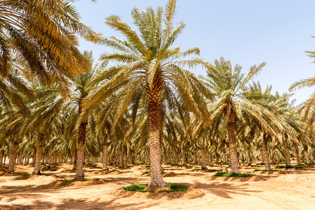 اكتشف أسرار نجاح زراعة النخيل من النوى واحصد الثمار الفاخرة &ndash; homegardensa.com