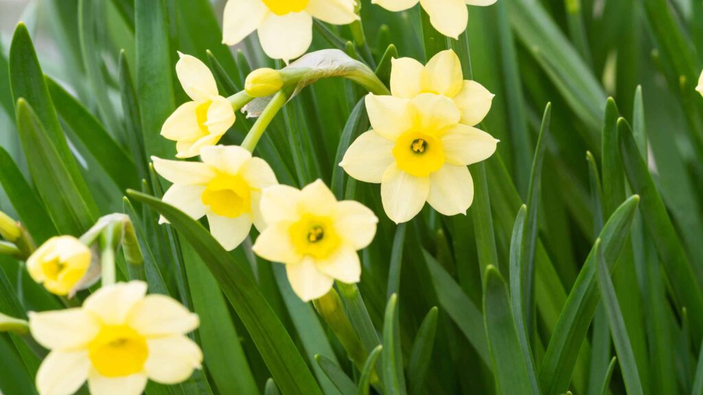 اجعل "النباتات الطبيعية" جزءًا من ديكور منزلك وعش حياة أكثر هناء وصحة! &ndash; homegardensa.com