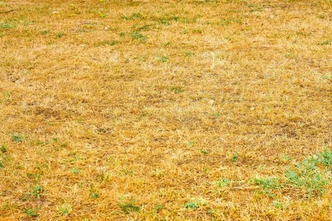 ما سبب اصفرار الثيل؟ اكتشف الأسباب والحلول الفعّالة لإعادة جمال حديقتك! 3 ما سبب اصفرار الثيل؟ اكتشف الأسباب والحلول الفعّالة لإعادة جمال حديقتك! – homegardensa.com