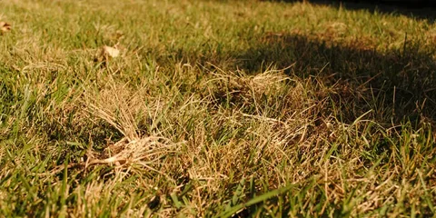 ما سبب اصفرار الثيل؟ اكتشف الأسباب والحلول الفعّالة لإعادة جمال حديقتك! 7 ما سبب اصفرار الثيل؟ اكتشف الأسباب والحلول الفعّالة لإعادة جمال حديقتك! – homegardensa.com