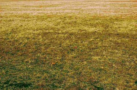 ما سبب اصفرار الثيل؟ اكتشف الأسباب والحلول الفعّالة لإعادة جمال حديقتك! 6 ما سبب اصفرار الثيل؟ اكتشف الأسباب والحلول الفعّالة لإعادة جمال حديقتك! – homegardensa.com