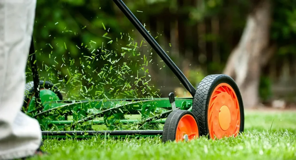 زراعة عشب طبيعي دليل المبتدئين لحديقة المثالية! 5 زراعة عشب طبيعي دليل المبتدئين لحديقة المثالية! – homegardensa.com