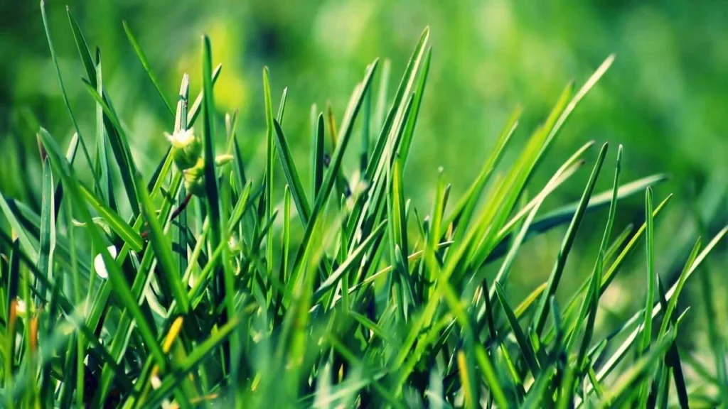 مقارنة بين انواع العشب الطبيعي: كيف تختار النوع المناسب لحديقتك؟ &ndash; homegardensa.com