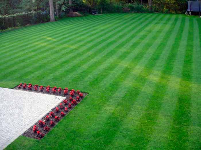 زراعة عشب طبيعي دليل المبتدئين لحديقة المثالية! 3 زراعة عشب طبيعي دليل المبتدئين لحديقة المثالية! – homegardensa.com