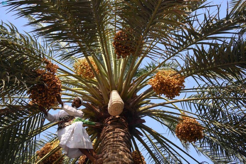 تكلفة تركيب و تصميم شبكة ري النخيل في الرياض – هوم جاردن لتنسيق الحدائق