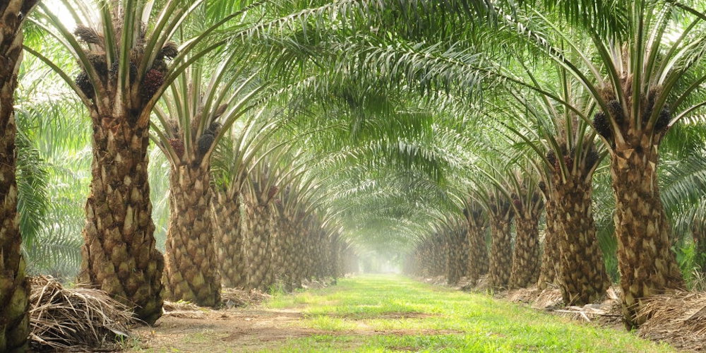 تكلفة تركيب و تصميم شبكة ري النخيل في الرياض – هوم جاردن لتنسيق الحدائق