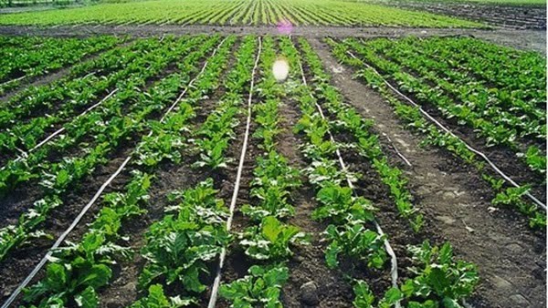 Irrigation Network Installation Service 2 Irrigation Network Installation Service – homegardensa.com