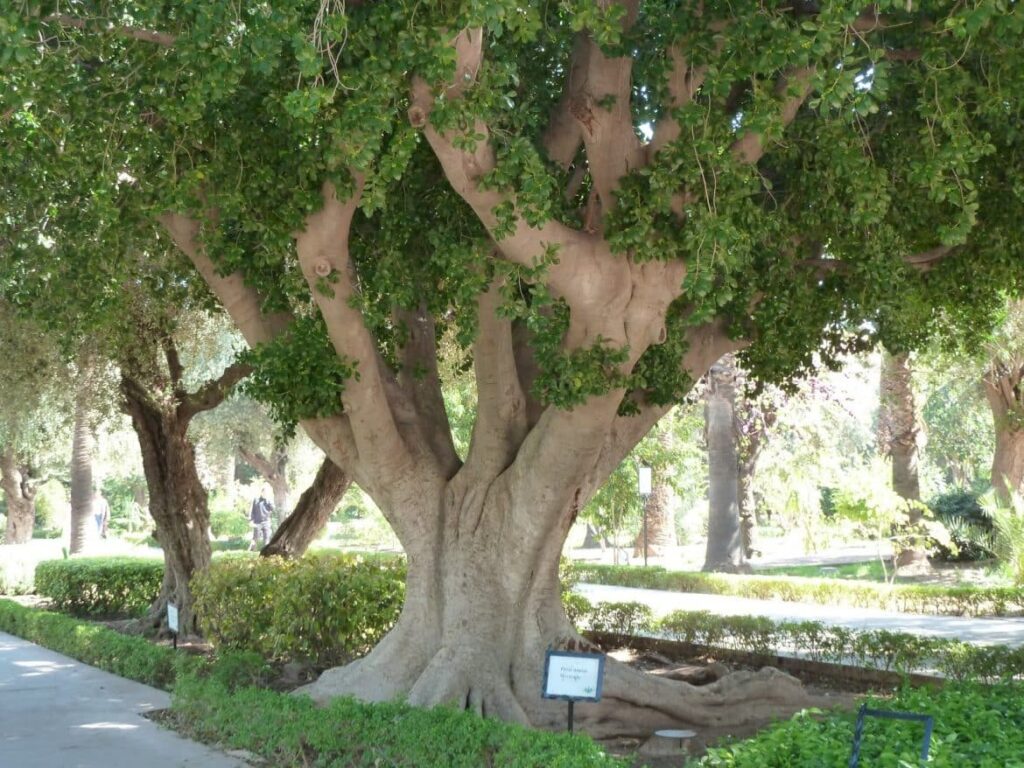 زراعة الزهور والنخيل والأشجار 9 زراعة الزهور والنخيل والأشجار – homegardensa.com