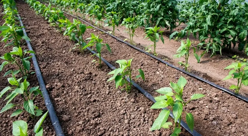 Transform Your Garden with the Best Drip Irrigation Systems in Riyadh 3 drip irrigation system