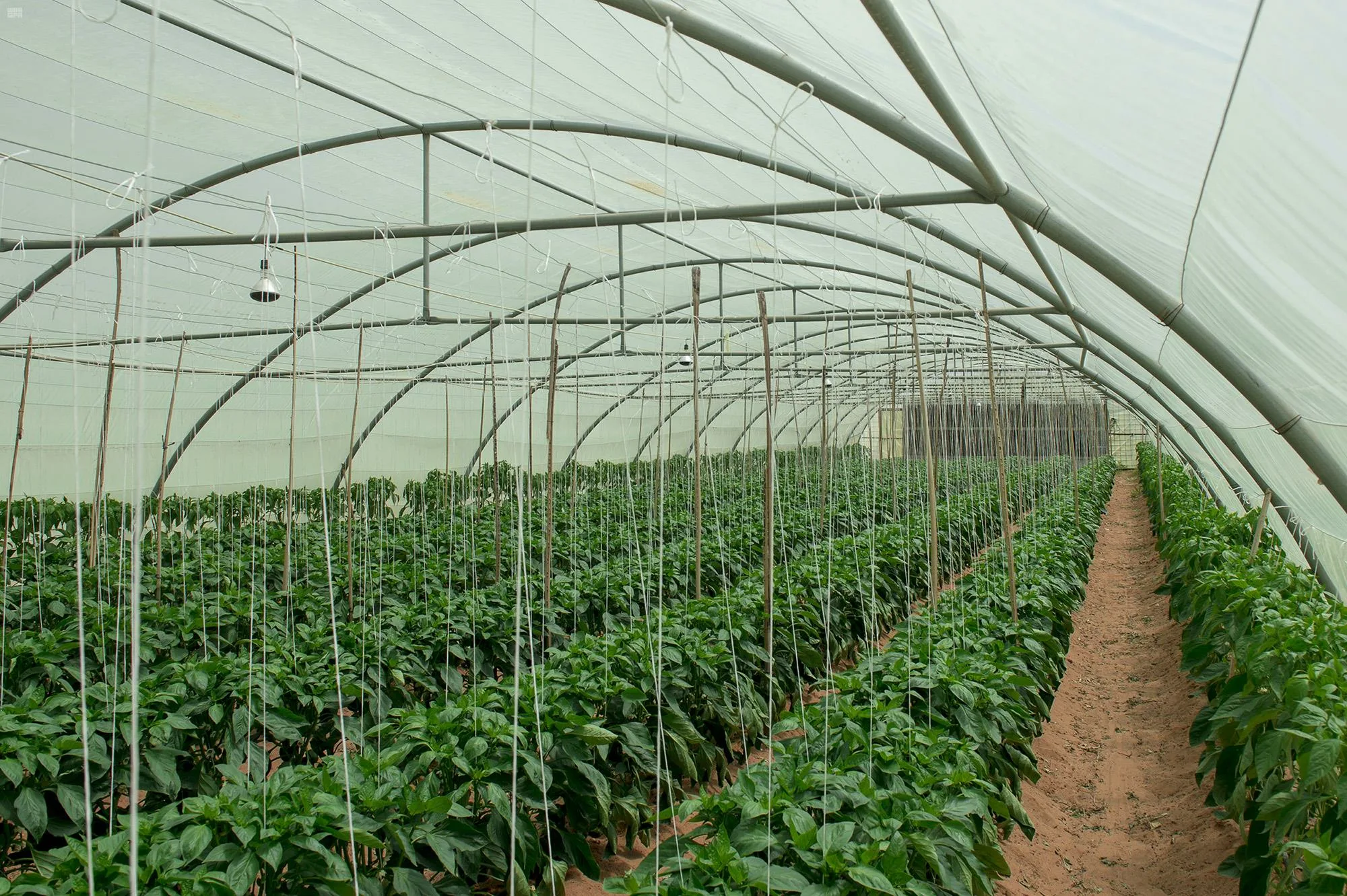 تصميم وتنفيذ أنظمة شبكات ري المزارع في الرياض: خطوة بخطوة &ndash; homegardensa.com