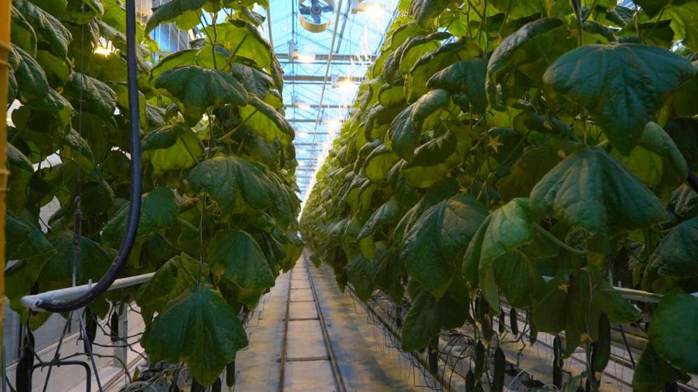 تصميم وتنفيذ أنظمة شبكات ري المزارع في الرياض: خطوة بخطوة &ndash; homegardensa.com