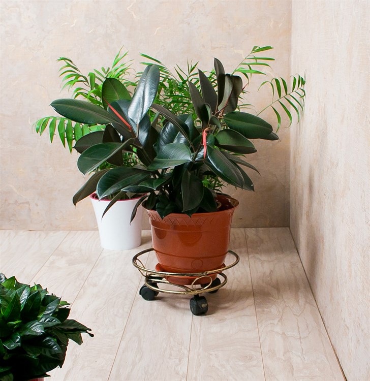 أفضل نباتات للحدائق الصغيرة : 10 نباتات مثالية &ndash; homegardensa.com