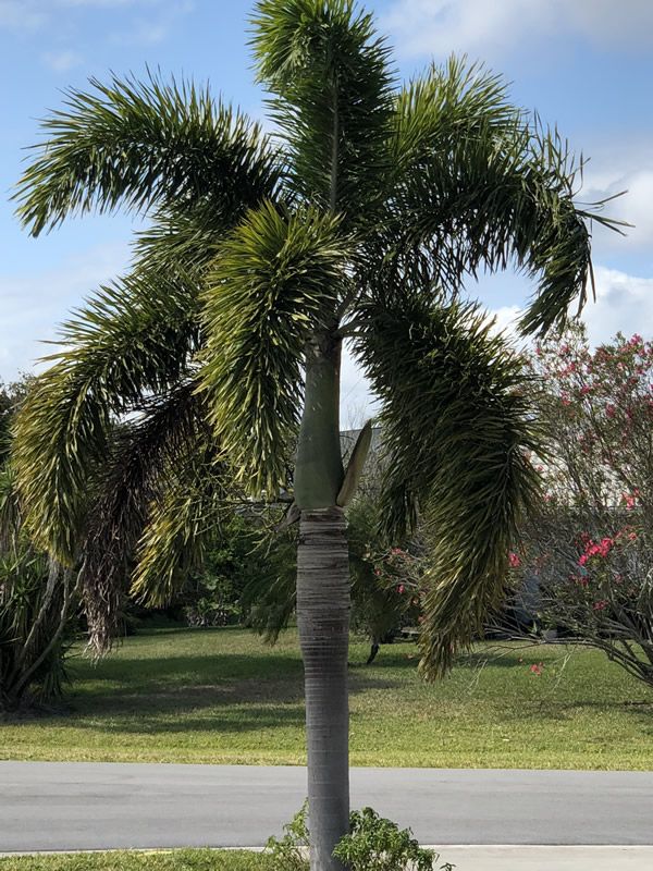 Foxtail Palm