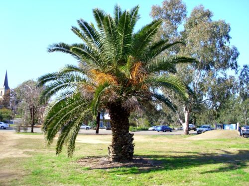 Best Palm Trees for Gardens Canary Island Date Palm 