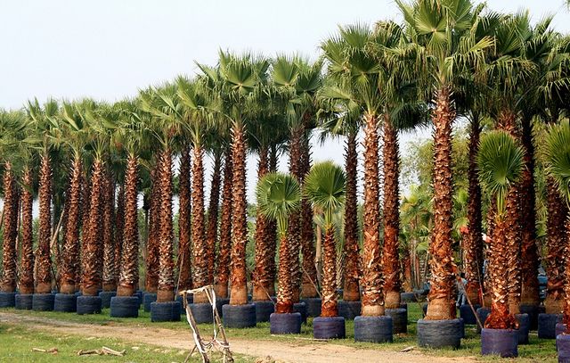 Mexican Fan Palm