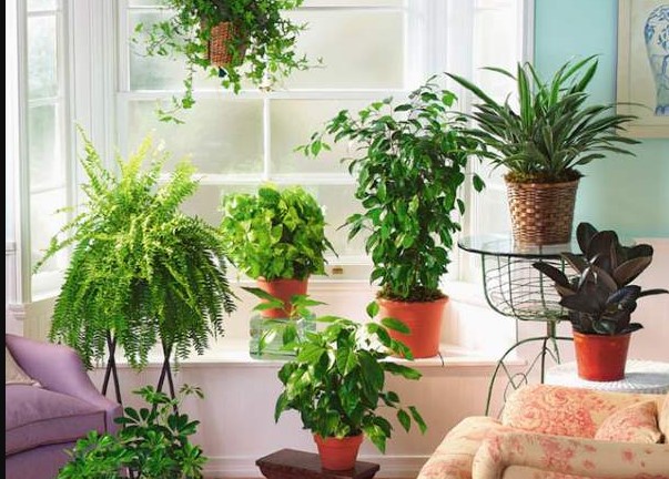 أفضل نباتات للحدائق الصغيرة : 10 نباتات مثالية &ndash; homegardensa.com