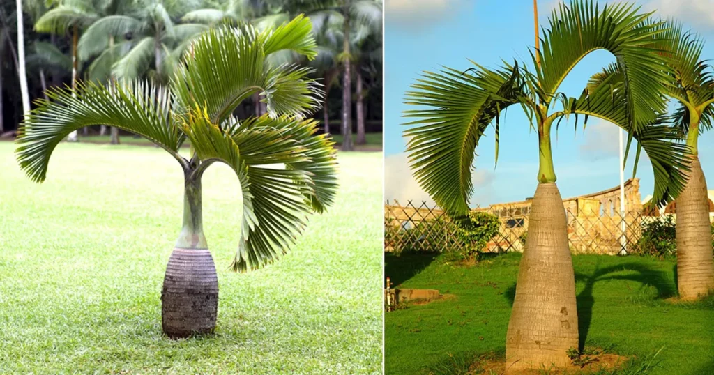 Bottle Palm