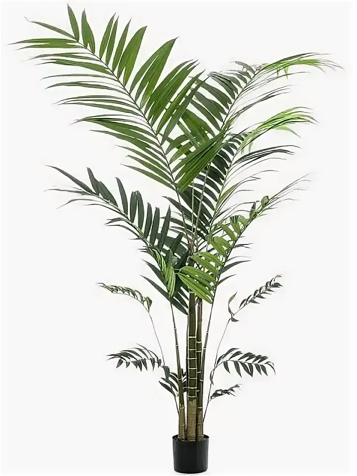 Kentia Palm