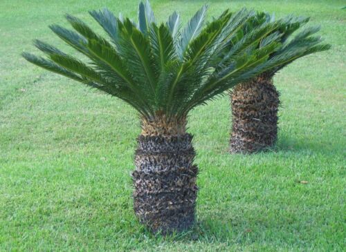 Sago Palm