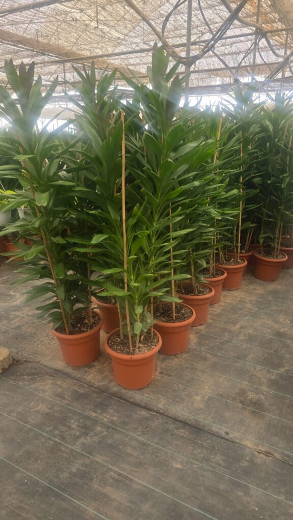 احواض زراعه 18 احواض زراعه – homegardensa.com