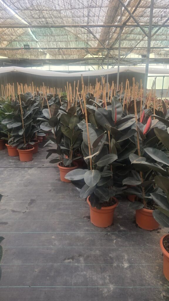 احواض زراعه 4 احواض زراعه – homegardensa.com