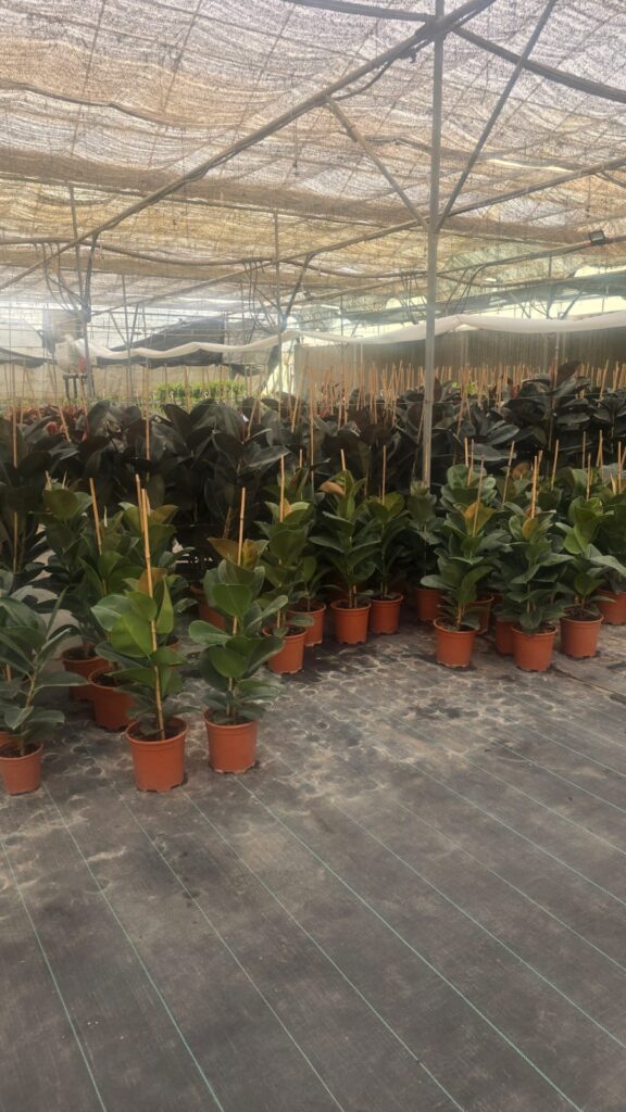 احواض زراعه 5 احواض زراعه – homegardensa.com