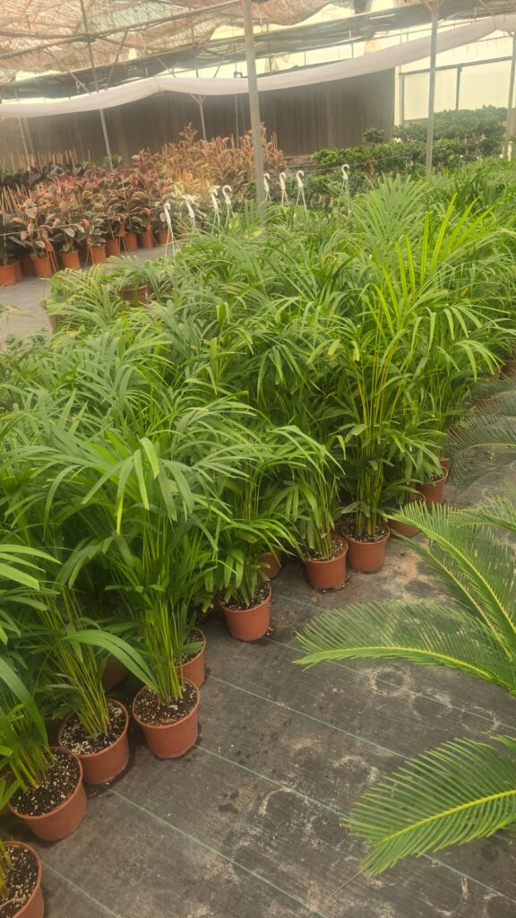 احواض زراعه 8 احواض زراعه – homegardensa.com