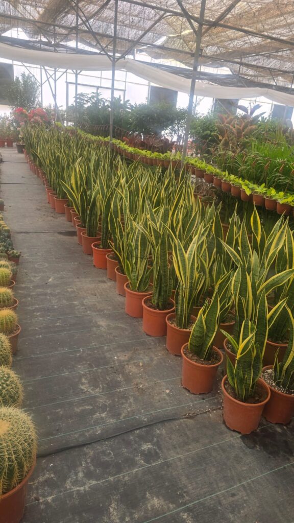 احواض زراعه 12 احواض زراعه – homegardensa.com