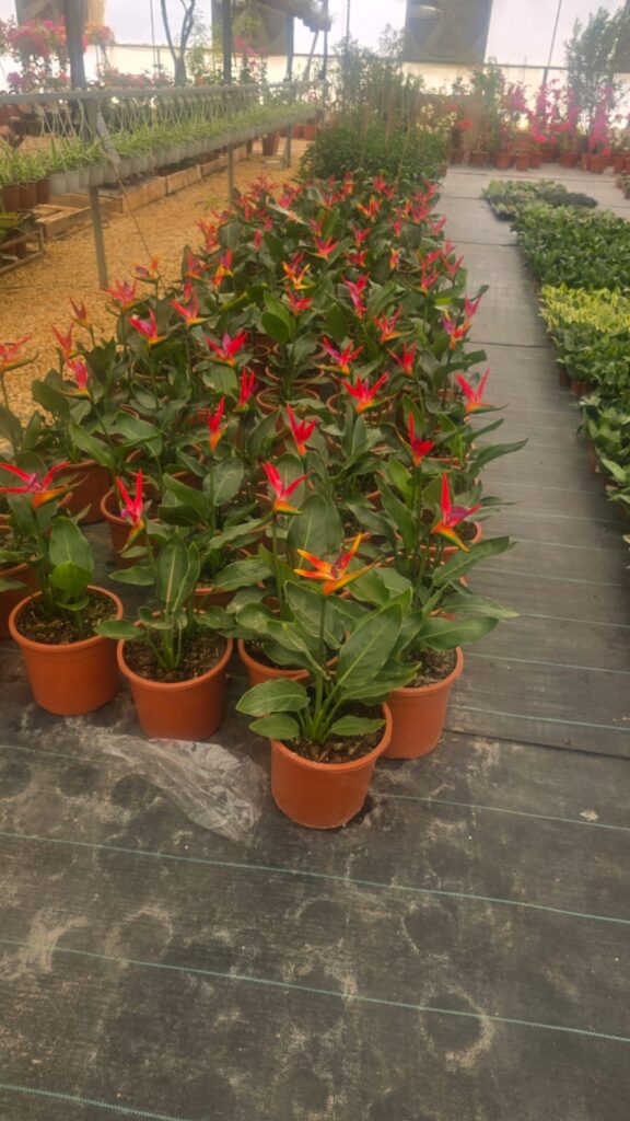 احواض زراعه 14 احواض زراعه – homegardensa.com