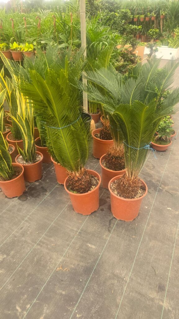 احواض زراعه 15 احواض زراعه – homegardensa.com