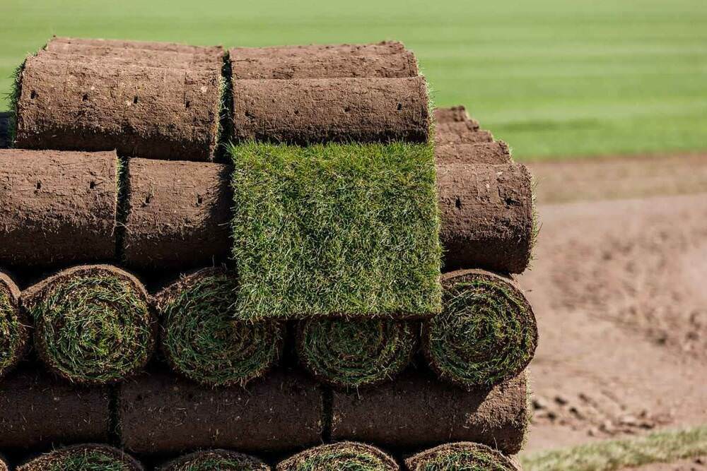 أفضل طرق زراعة رولات النجيل الطبيعي والعناية بها في السعودية &ndash; homegardensa.com